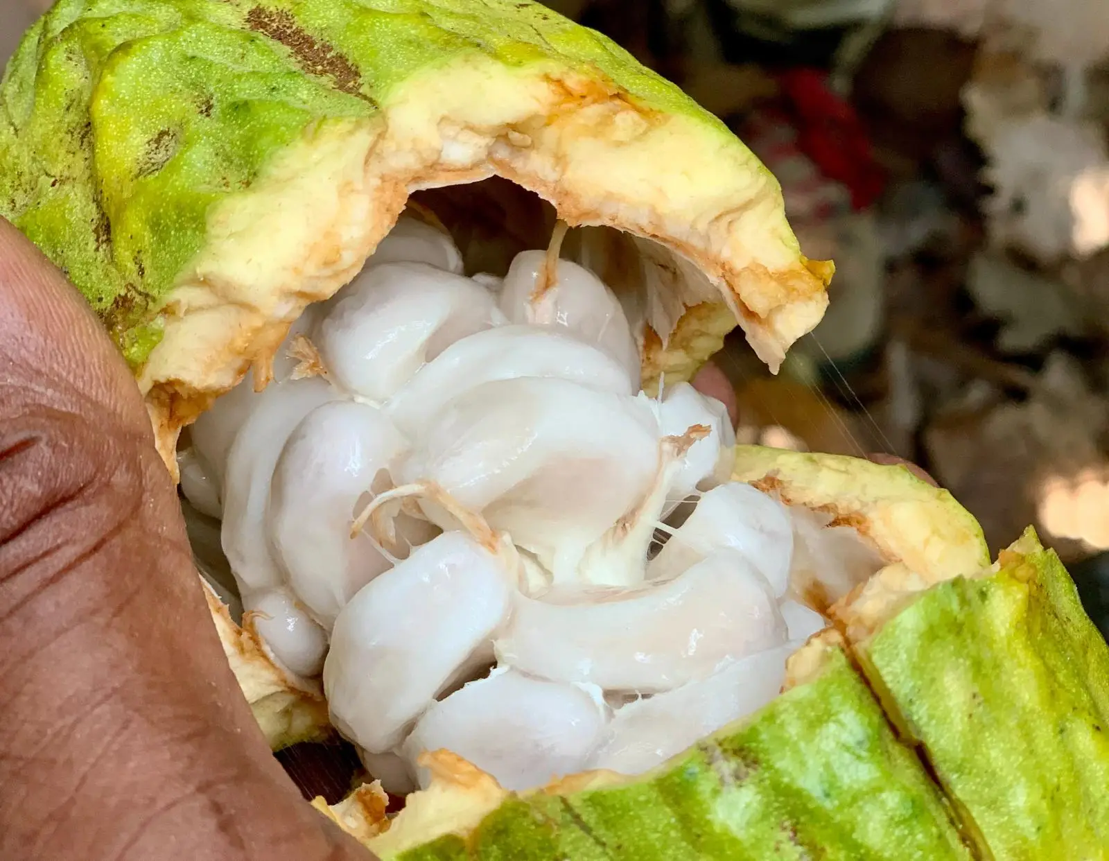 Fève de cacao ouverte